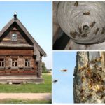 Abeilles dans une maison en bois