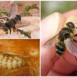 Gadfly sous-cutanée