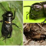 Cricket sur le terrain