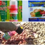 Préparations pour le traitement des graines de pomme de terre du doryphore de la pomme de terre