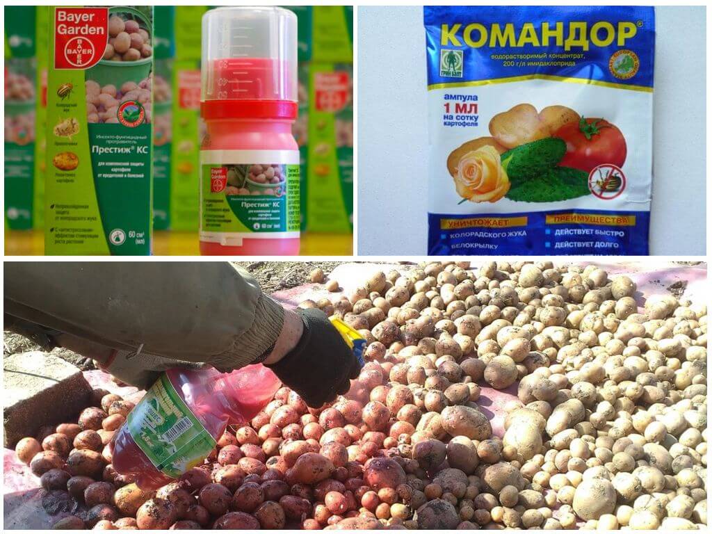 Préparations pour le traitement des graines de pomme de terre du doryphore de la pomme de terre