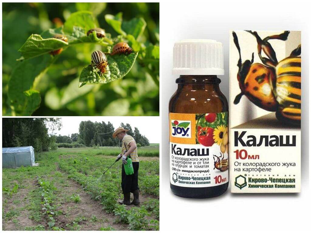 L'utilisation du médicament Kalash du doryphore de la pomme de terre
