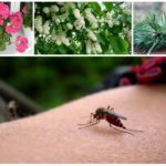Moyens populaires de lutte contre les moustiques