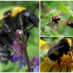 Bourdon de jardin