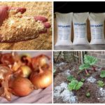 Façons de se battre avec le doryphore de la pomme de terre