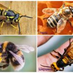 Différence d'un bourdon, frelon, guêpe, abeille