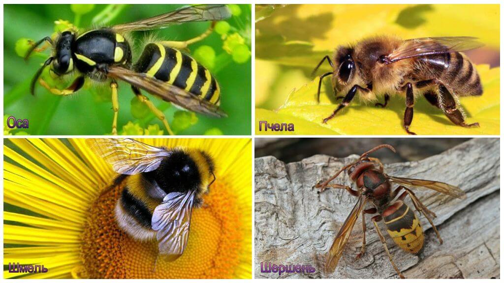 Différence d'un bourdon, frelon, guêpe, abeille