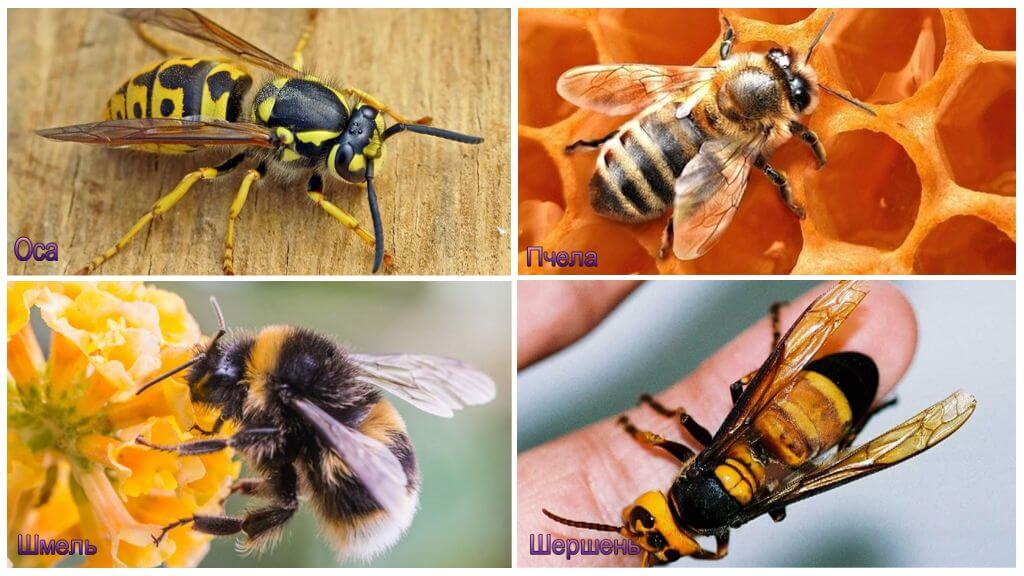 Différence d'un bourdon, frelon, guêpe, abeille