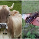 Vache et mouche