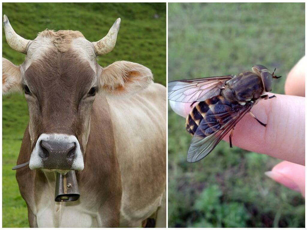 Vache et mouche