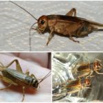 Cricket à la banane
