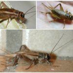 Brownie cricket