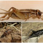 Le cricket