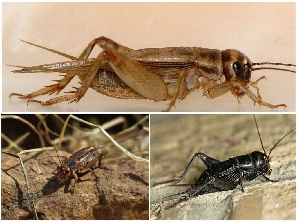 Le cricket