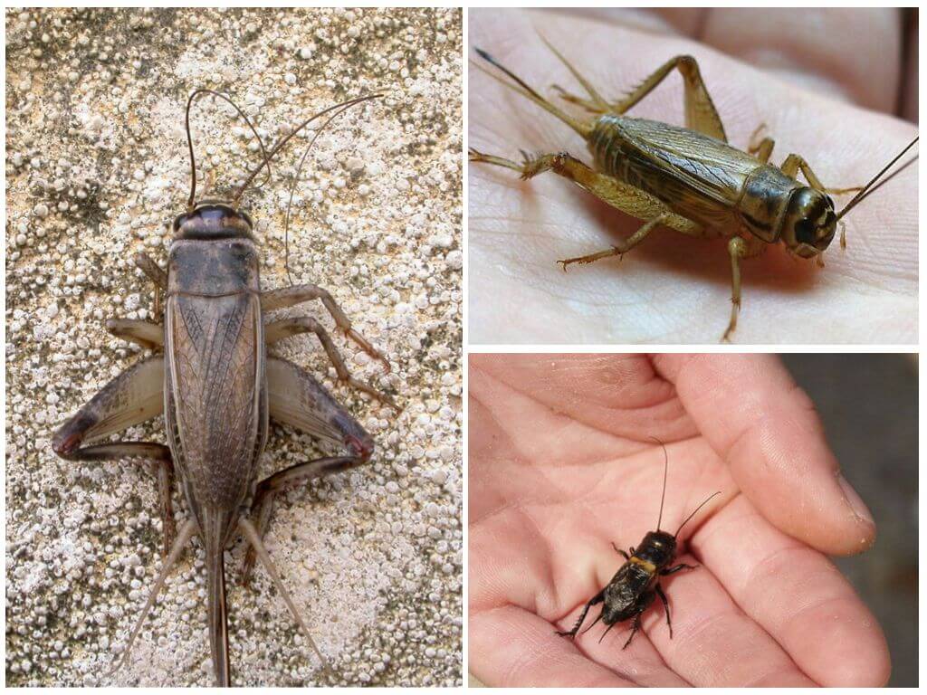 Le cricket
