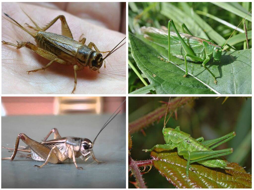 Cricket et sauterelle