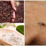 Odeur de moustique