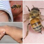 Les bienfaits de l'abeille