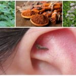 Des arômes pour combattre les moustiques
