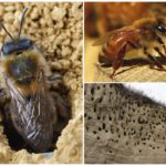 Abeilles de la terre