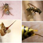Abeille et guêpe leur piqûre