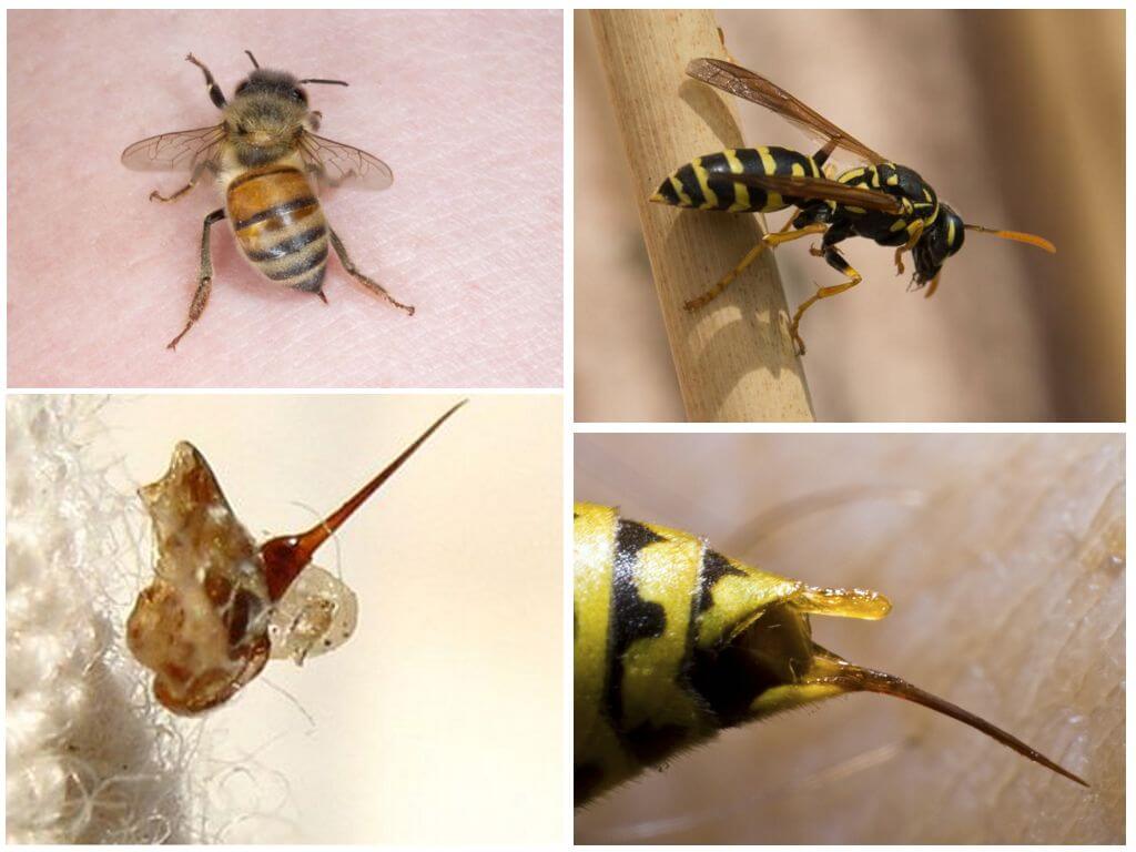Abeille et guêpe leur piqûre
