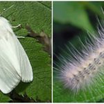 Papillon blanc américain