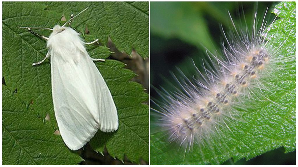 Papillon blanc américain