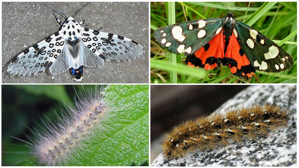 Ours papillon