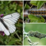 Caterpillar et l'aubépine papillon