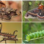 Bromium et sa chenille à gauche, cécropie et sa larve à droite