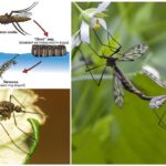 Cycle de reproduction des moustiques