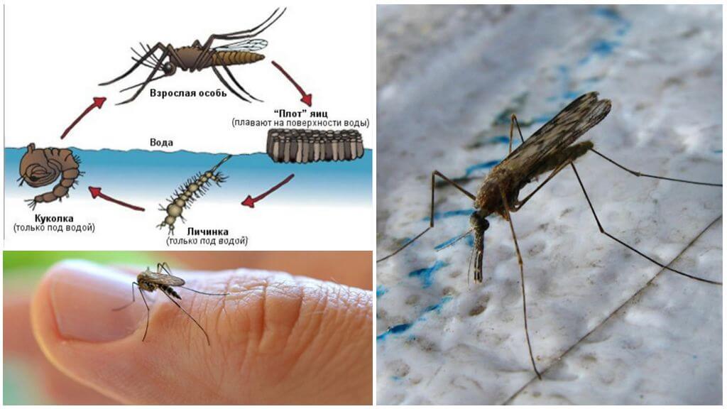 Cycle de reproduction du moustique anophèle