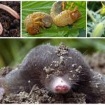 Mole Repas