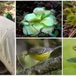 Plantes prédatrices, oiseaux et grenouilles mangeant des moustiques