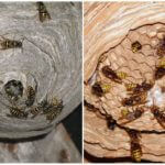 Nids d'insectes