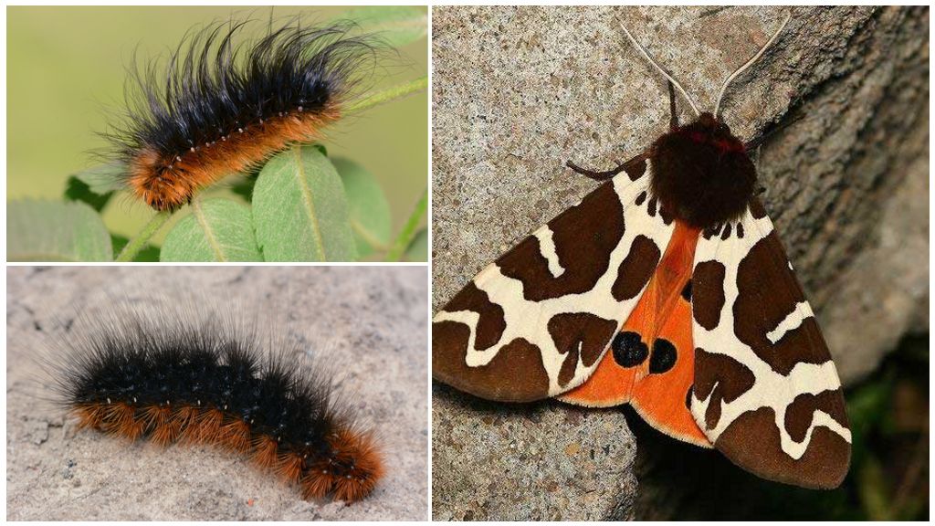 Ours Papillon Kaya