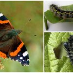 Papillon Chenille Amiral