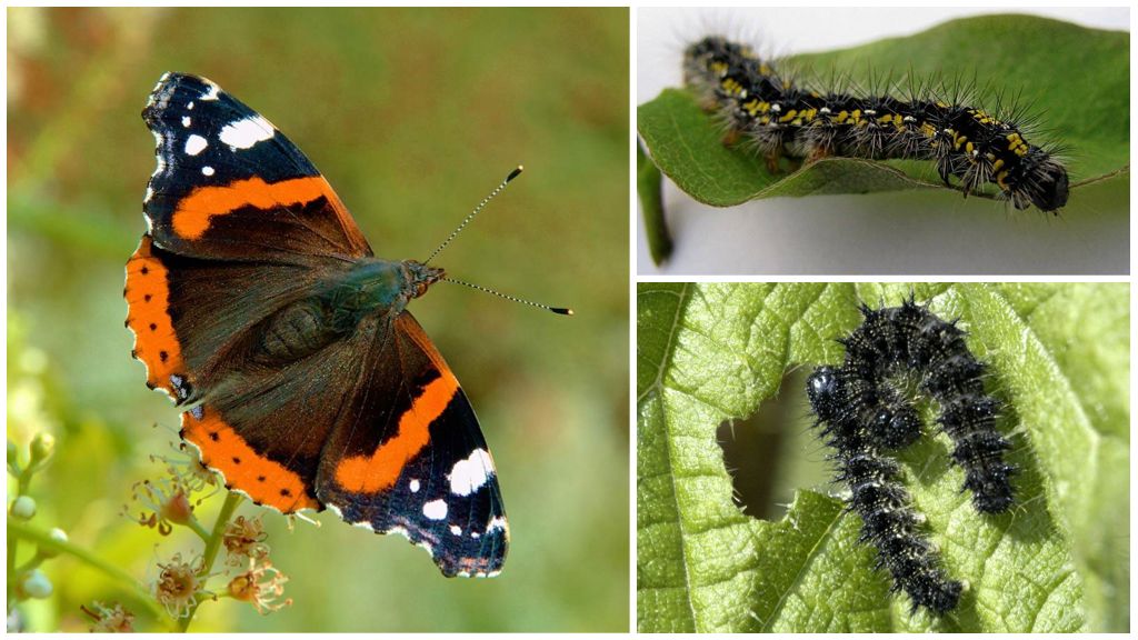 Papillon Chenille Amiral