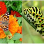 Papillon machaon et sa chenille