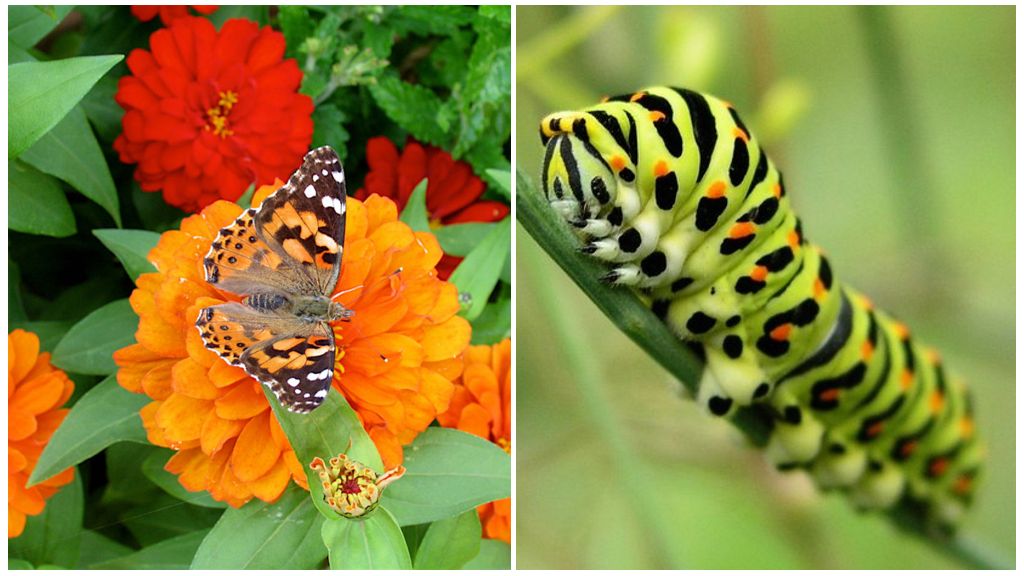 Papillon machaon et sa chenille