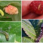 Chenilles sur les framboises
