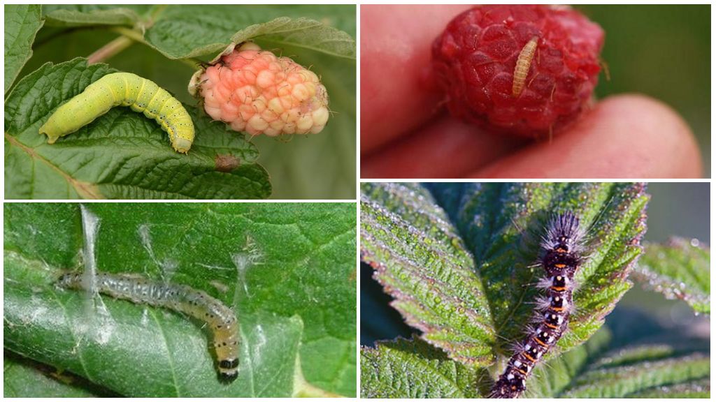 Chenilles sur les framboises