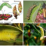 Types de chenilles