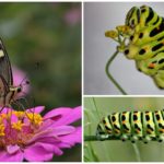 Chenille de Machaon