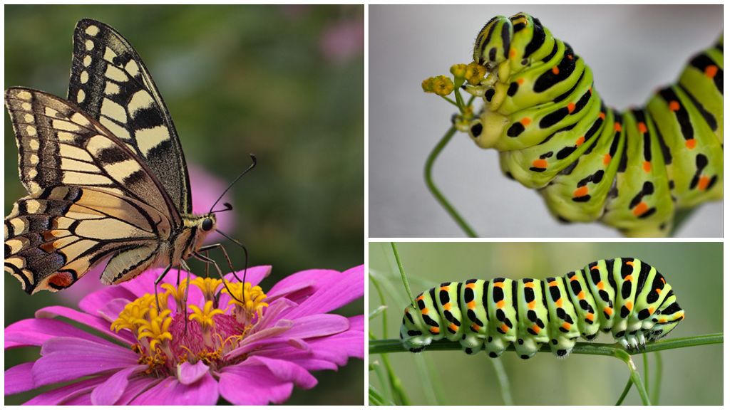 Chenille de Machaon
