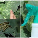 Traitement des parasites du chou