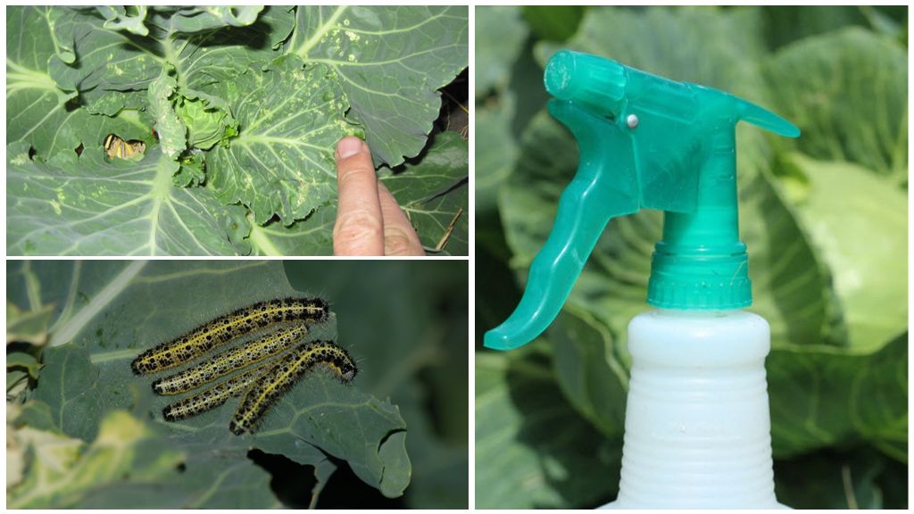Traitement des parasites du chou