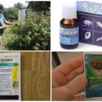 Outils professionnels pour la teigne sur les groseilles