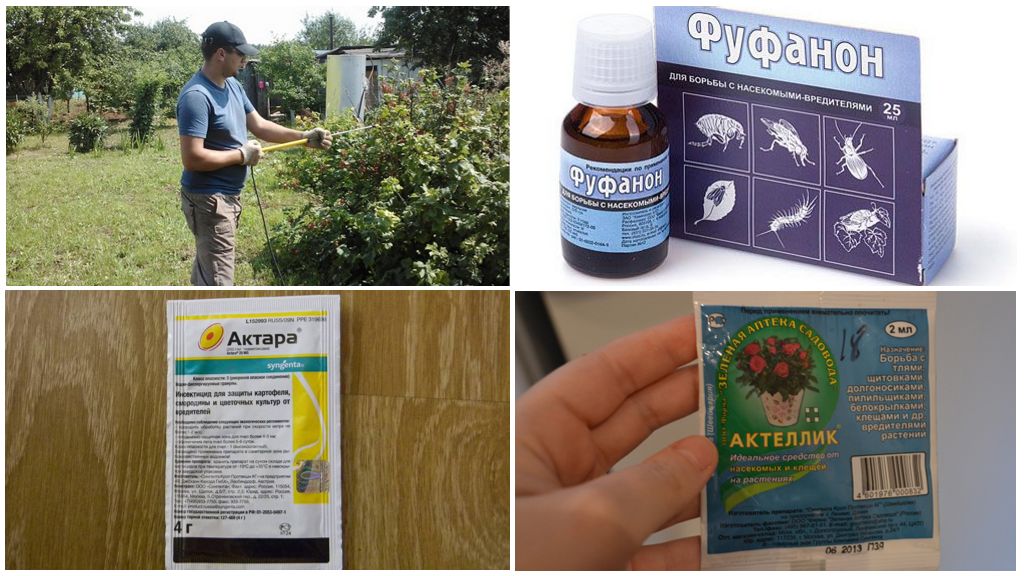 Outils professionnels pour la teigne sur les groseilles